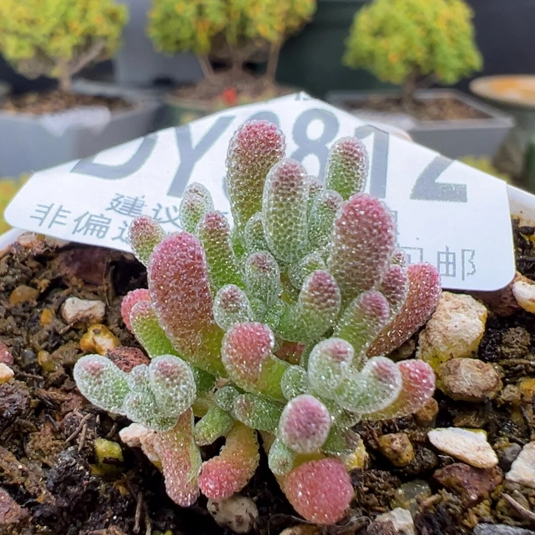 dy3812实生冰晶杂冠幅2cm