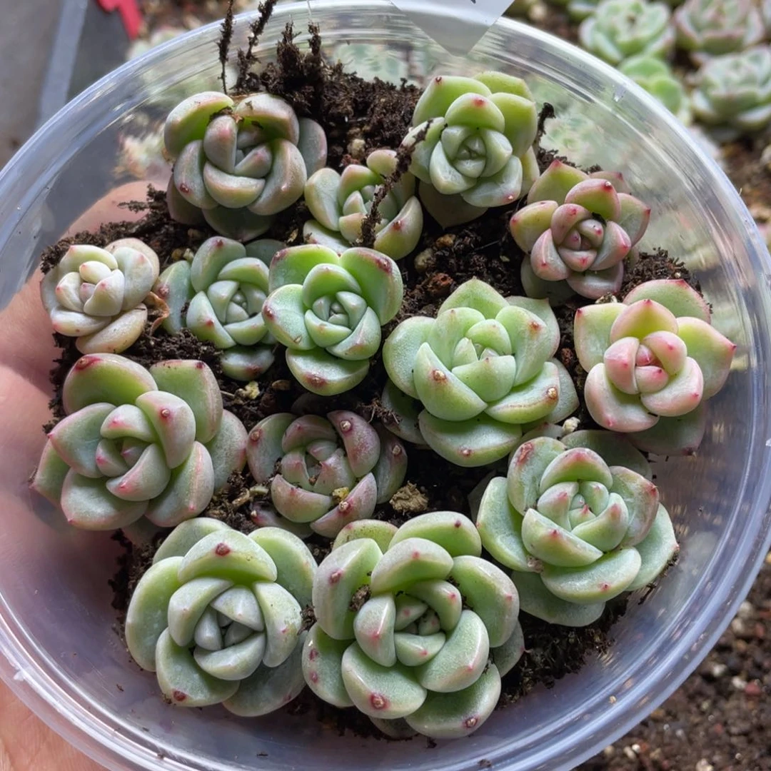 Aj珍妮混一物一拍128