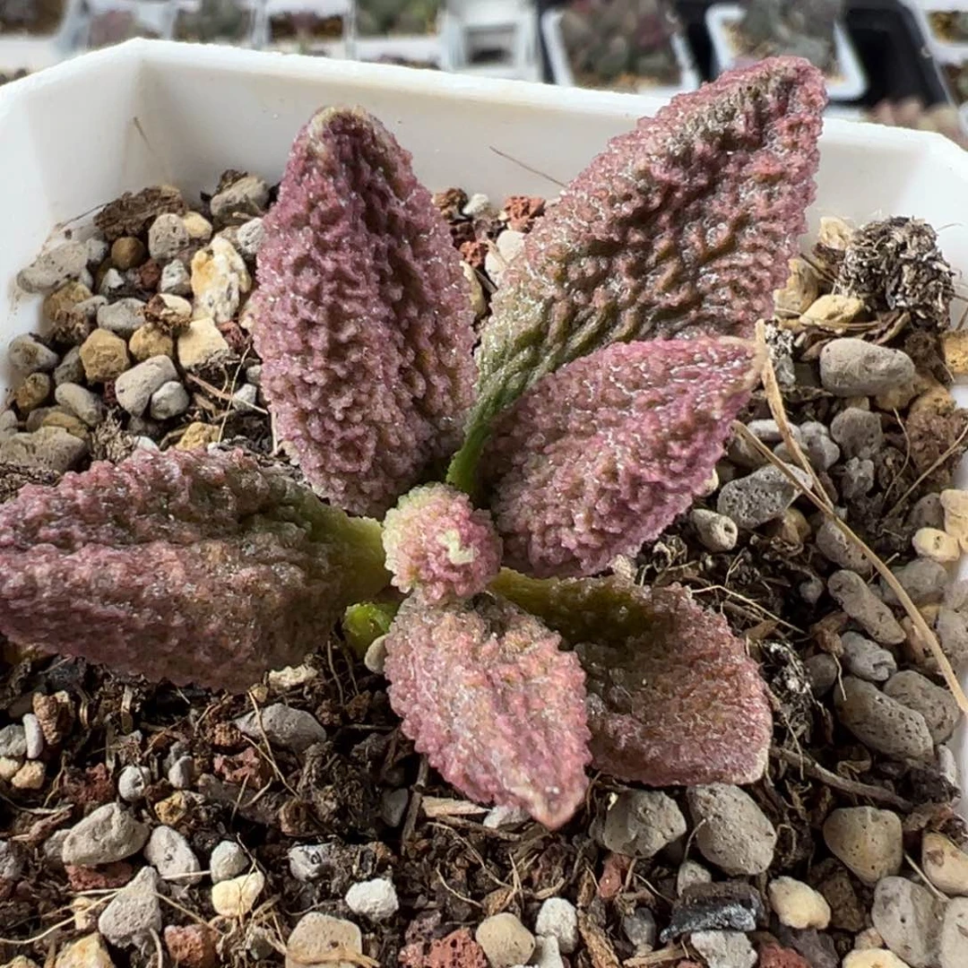 实生新品多肉植物水泡实生新品