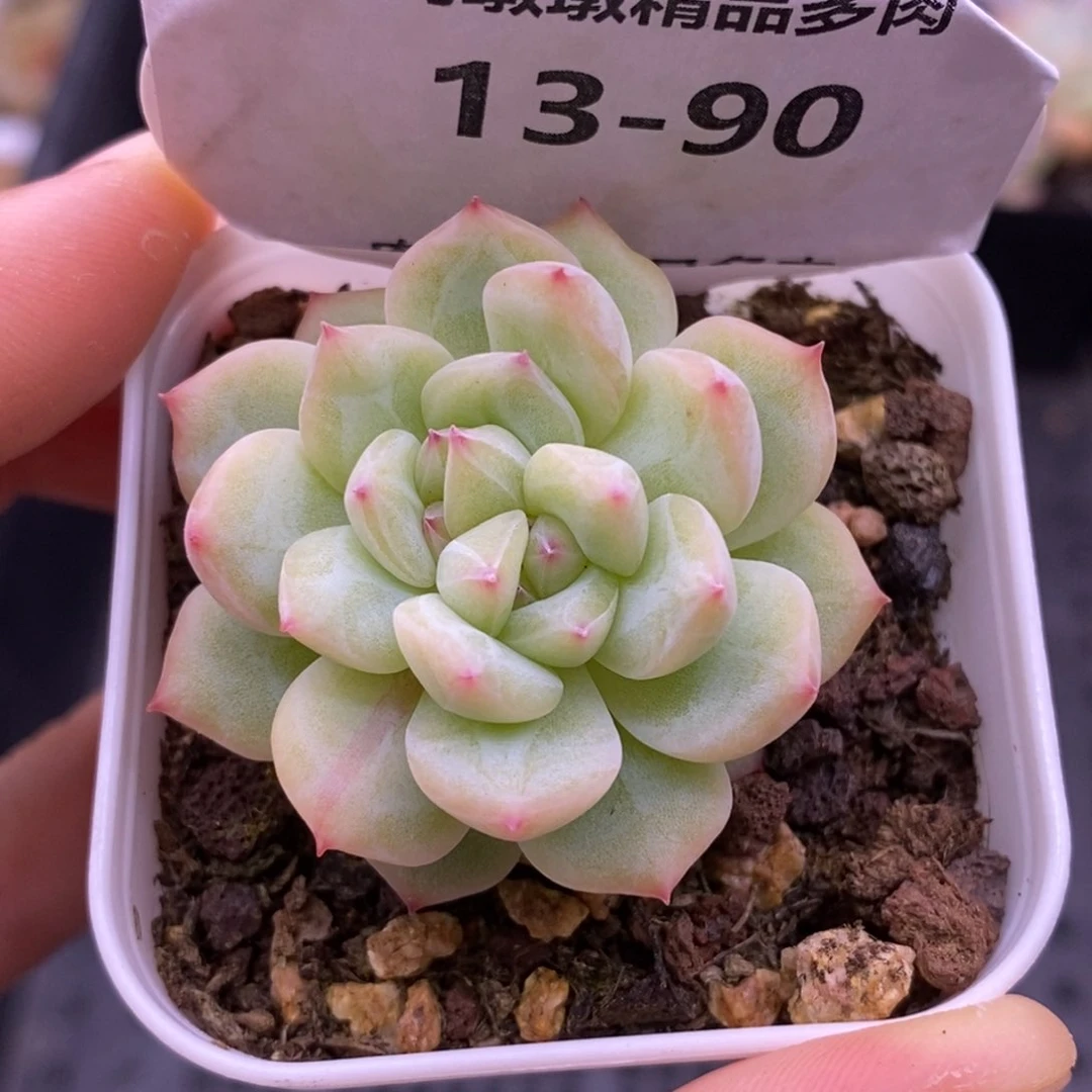 【闪购商品】13-90寒绯