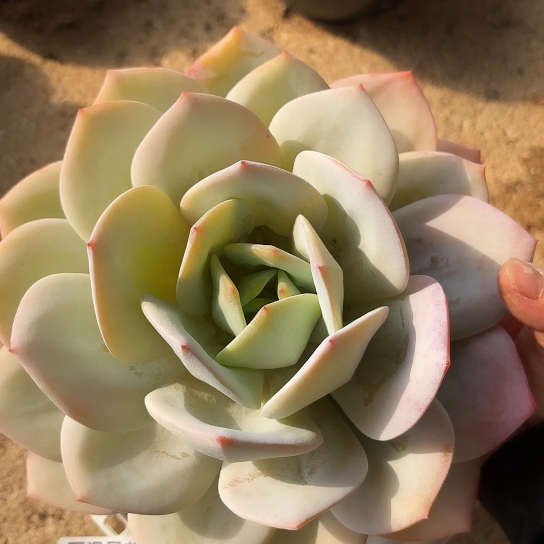 同温层多肉奶茶65