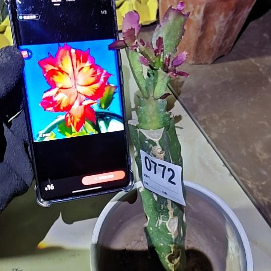 桑吉塔嫁接零度之上包邮772