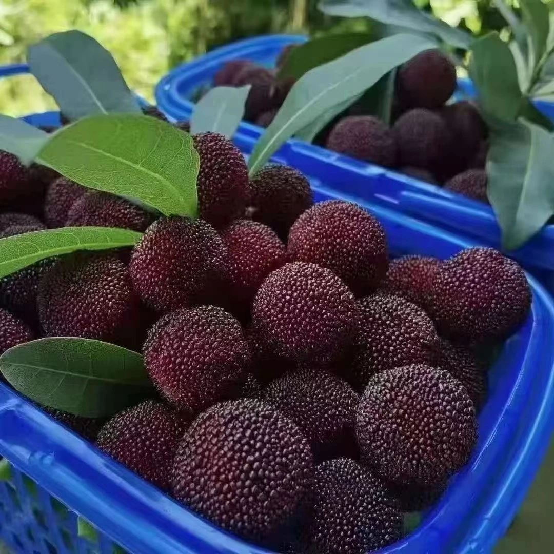 点关注送3.5斤】仙居杨梅荸荠水果现摘现发新鲜冷链空运送精美礼盒