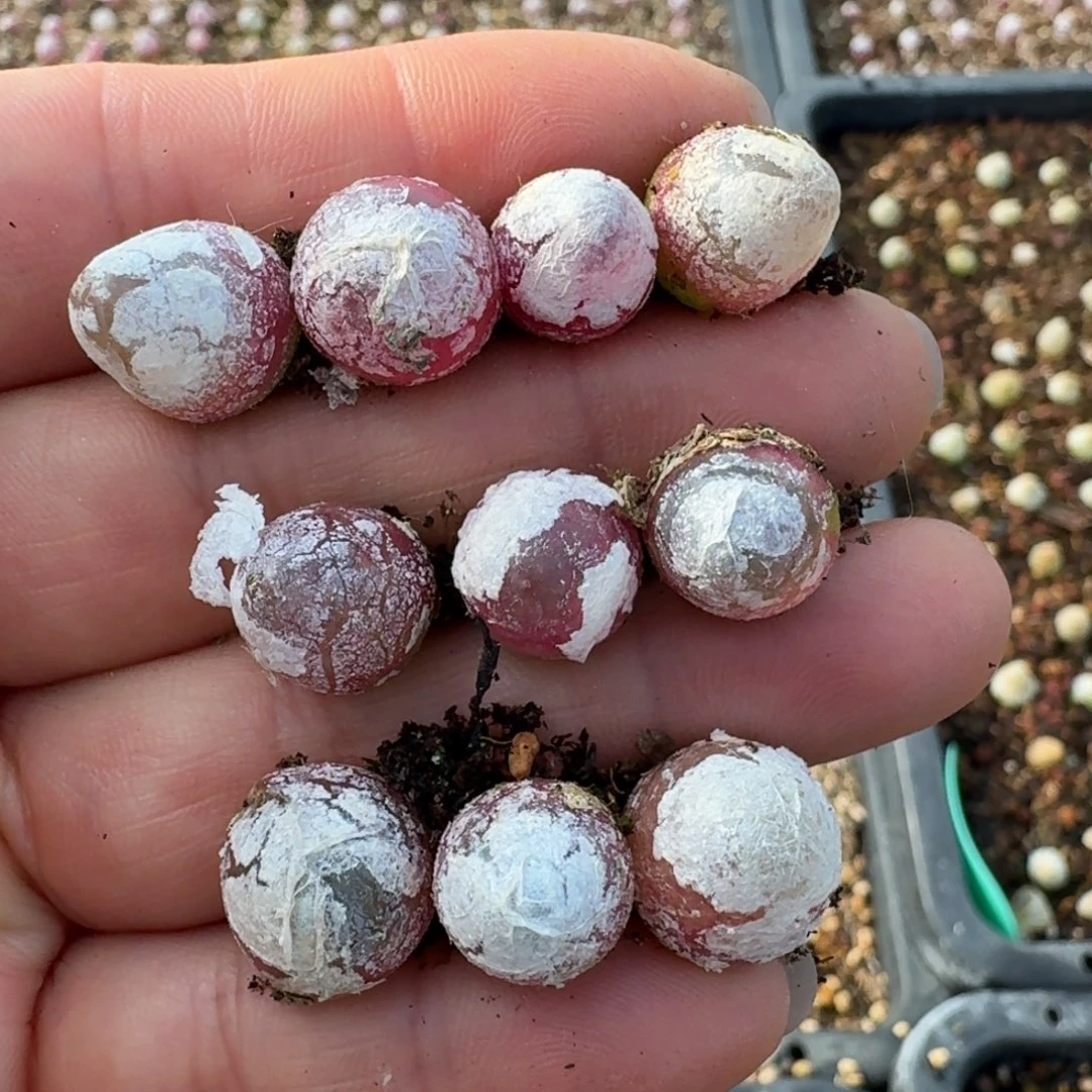 4702十颗福利灯泡