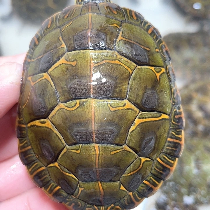 宠物龟母杂锦111111