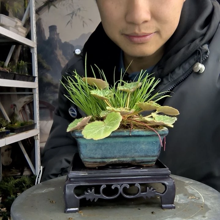 巧*小盆景小植物一物一拍259