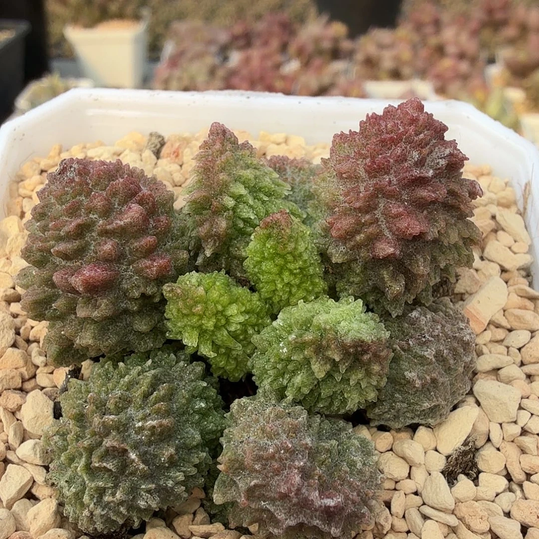 朱紫玉
