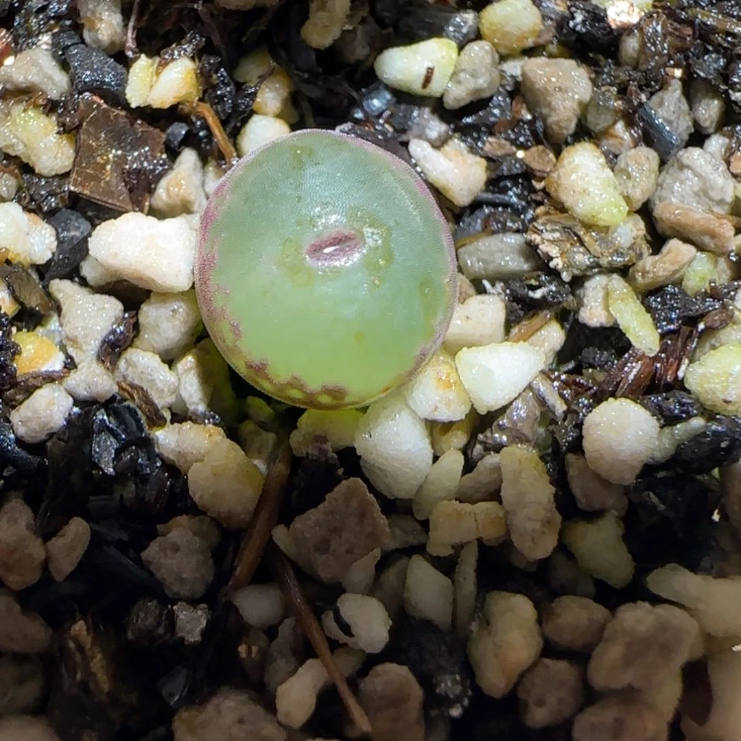 肉锥多肉植物百科26-安格954