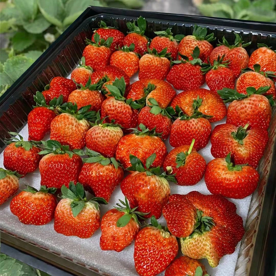 2斤【明日到】四川红颜草莓扁果特大果1000g99红颜四川省