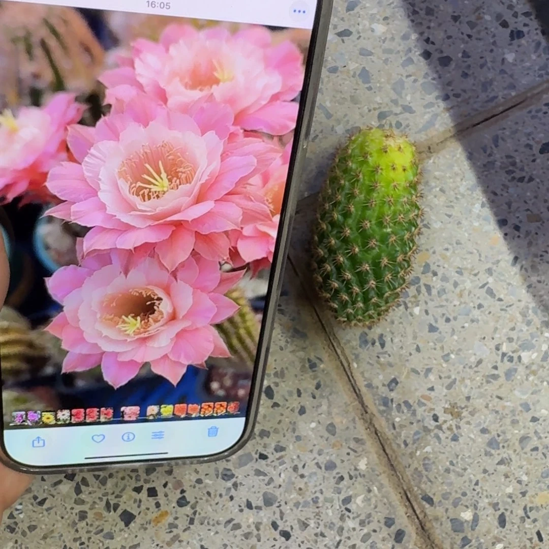 339金妞奈何歪无根侧牙5公分左右，20包邮