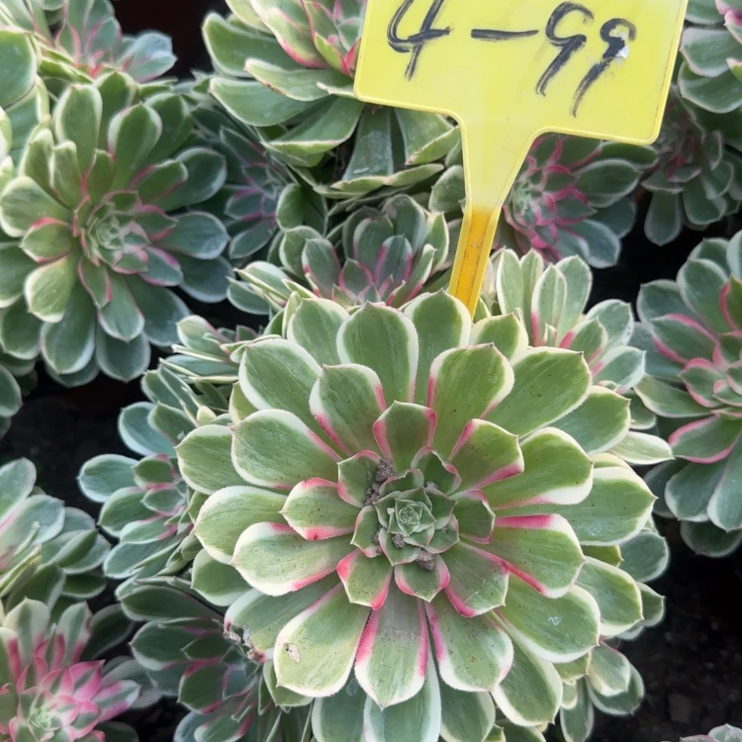 499---孔雀翎多头