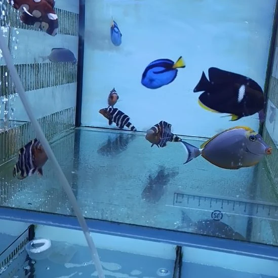 假苏梅2条，花旦一条