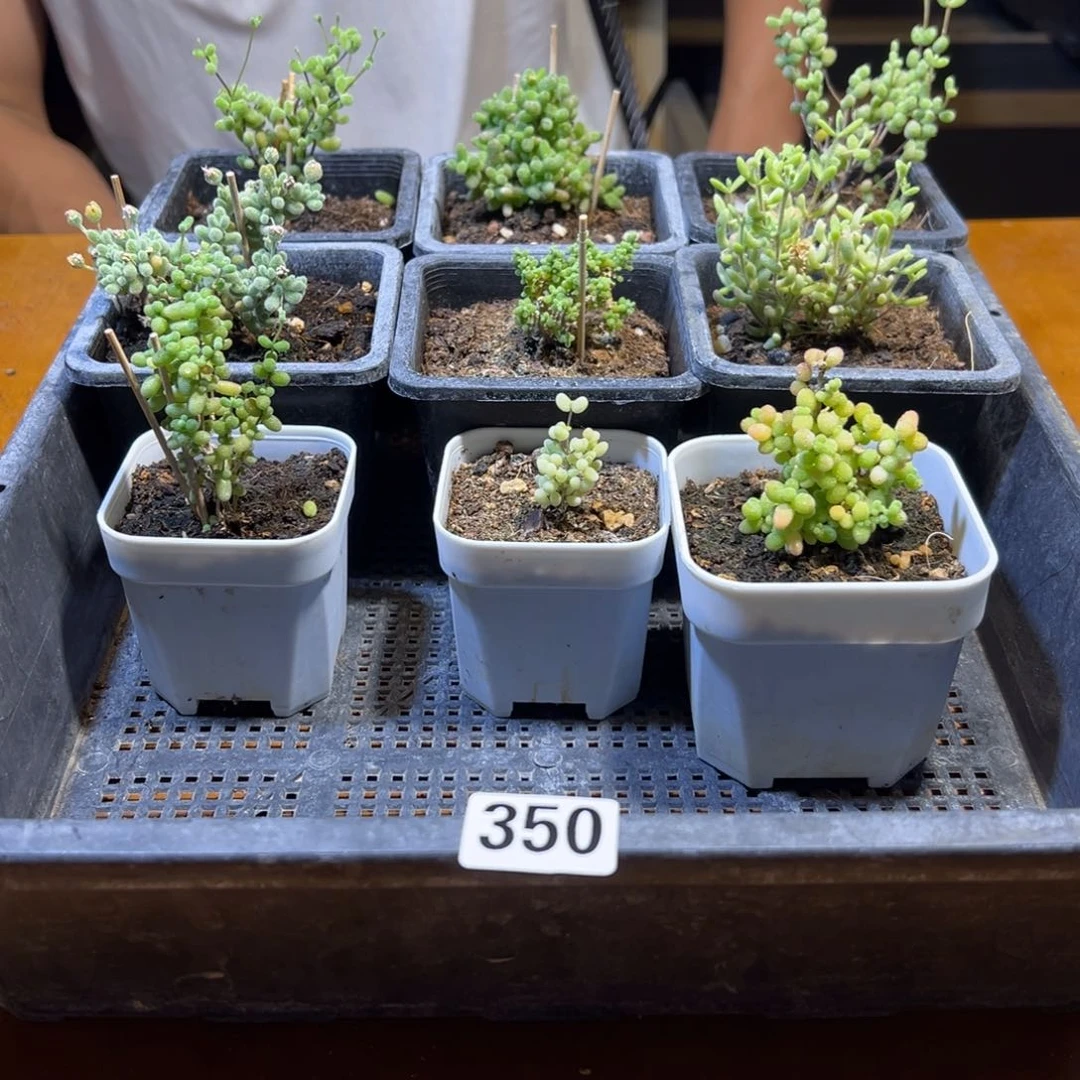 枝干番杏一框350号