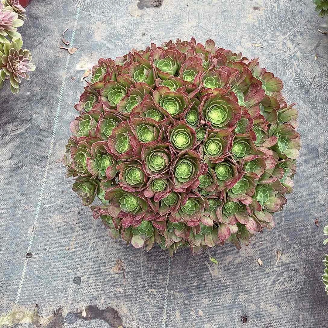 法师多肉哈哈哈哈