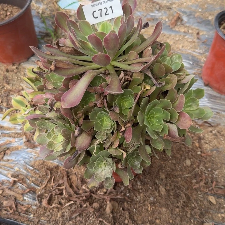 721洛神多色一体 多肉植物