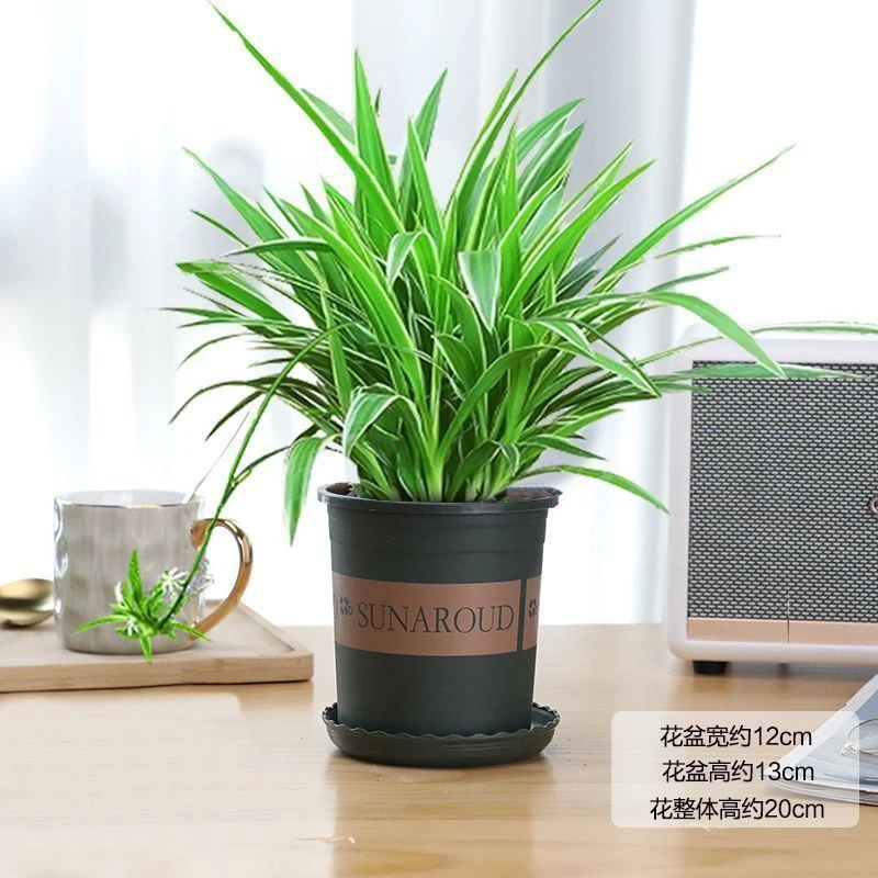 金边吊兰盆栽室内绿植净化空气好养花卉阳台植物垂吊装饰