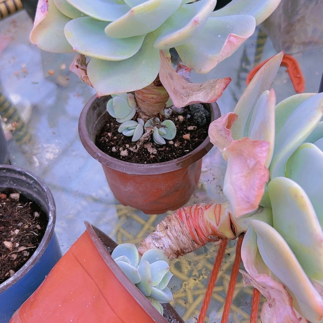 【闪购商品】白风带仔2颗