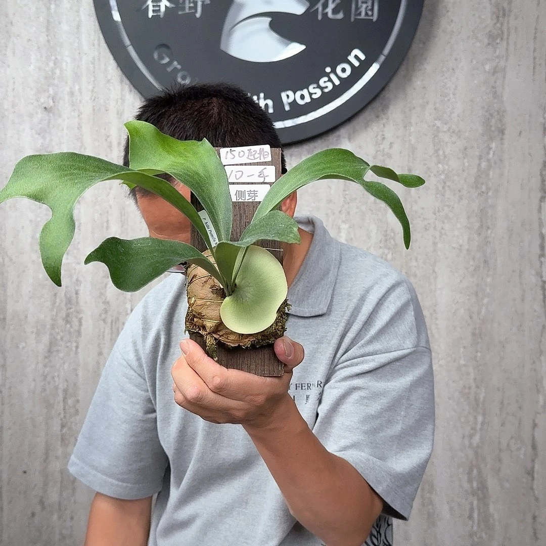 完全开放绿植绿植绿植