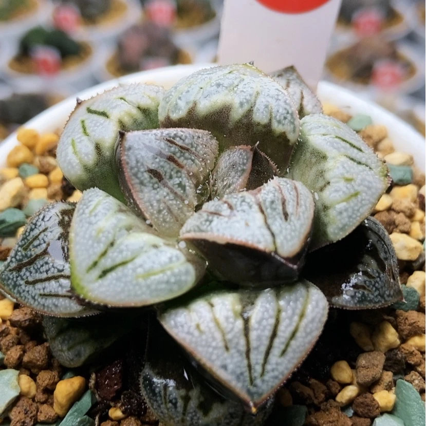 【闪购商品】白羊座23