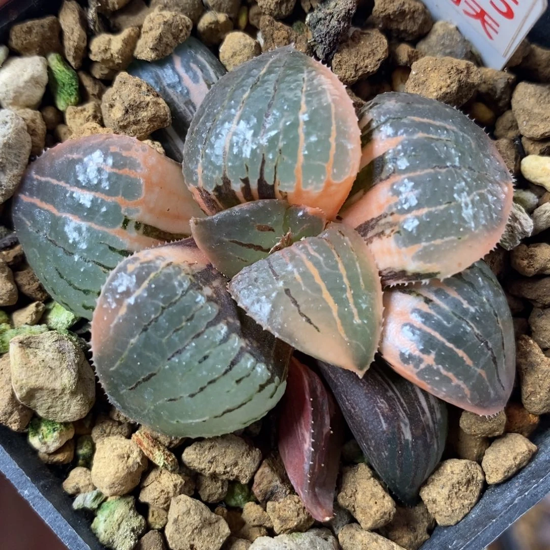 315丸叶亲脂姬锦一物一拍