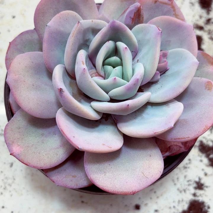 奶茶大单头一棵发