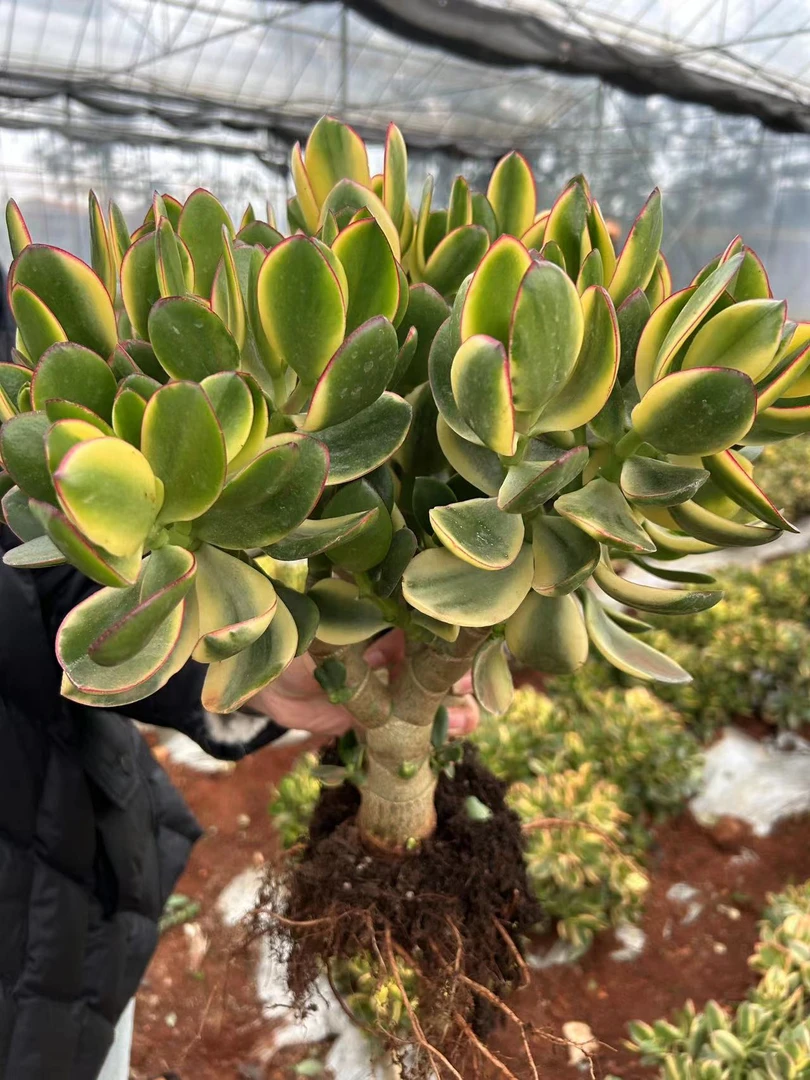 精品新花月锦 云南昆明发货 好种好养 南北适宜