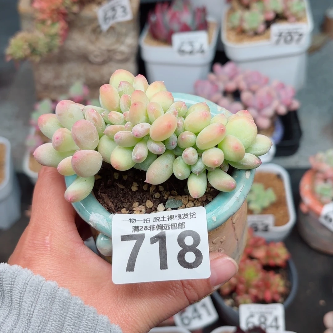 三日月美人缀化无盆土发货