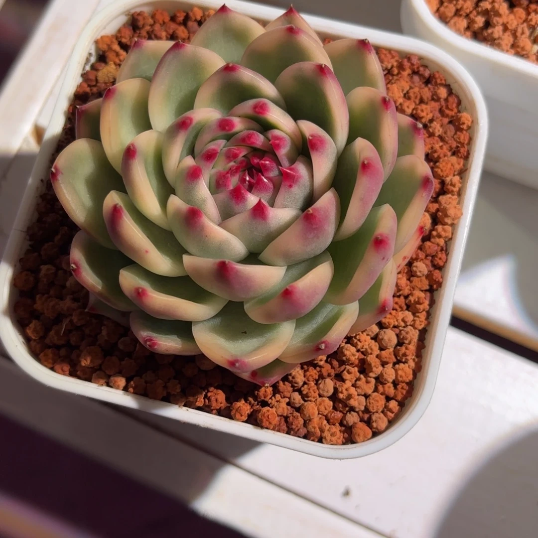 月亮石锦多肉植物