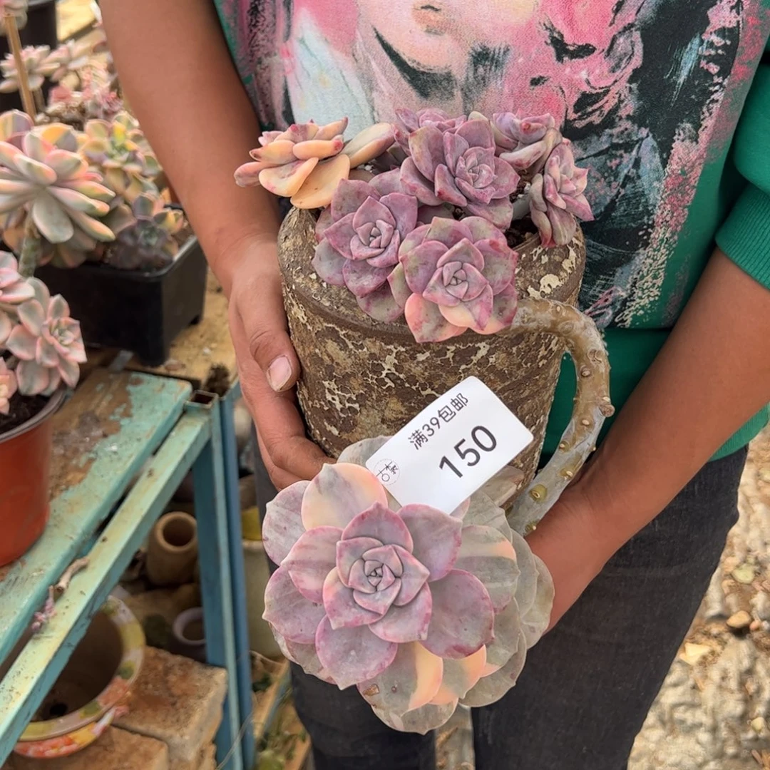 150多肉植物盆栽花卉