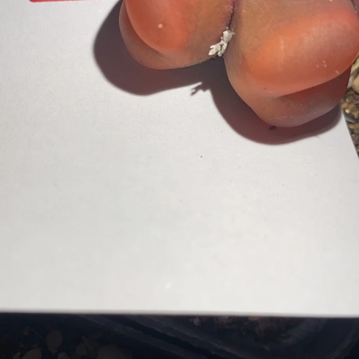 A****～26254一个一个一个