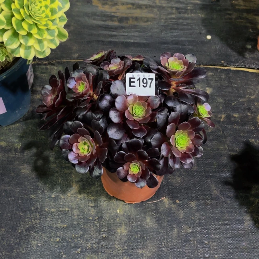 【闪购商品】19700