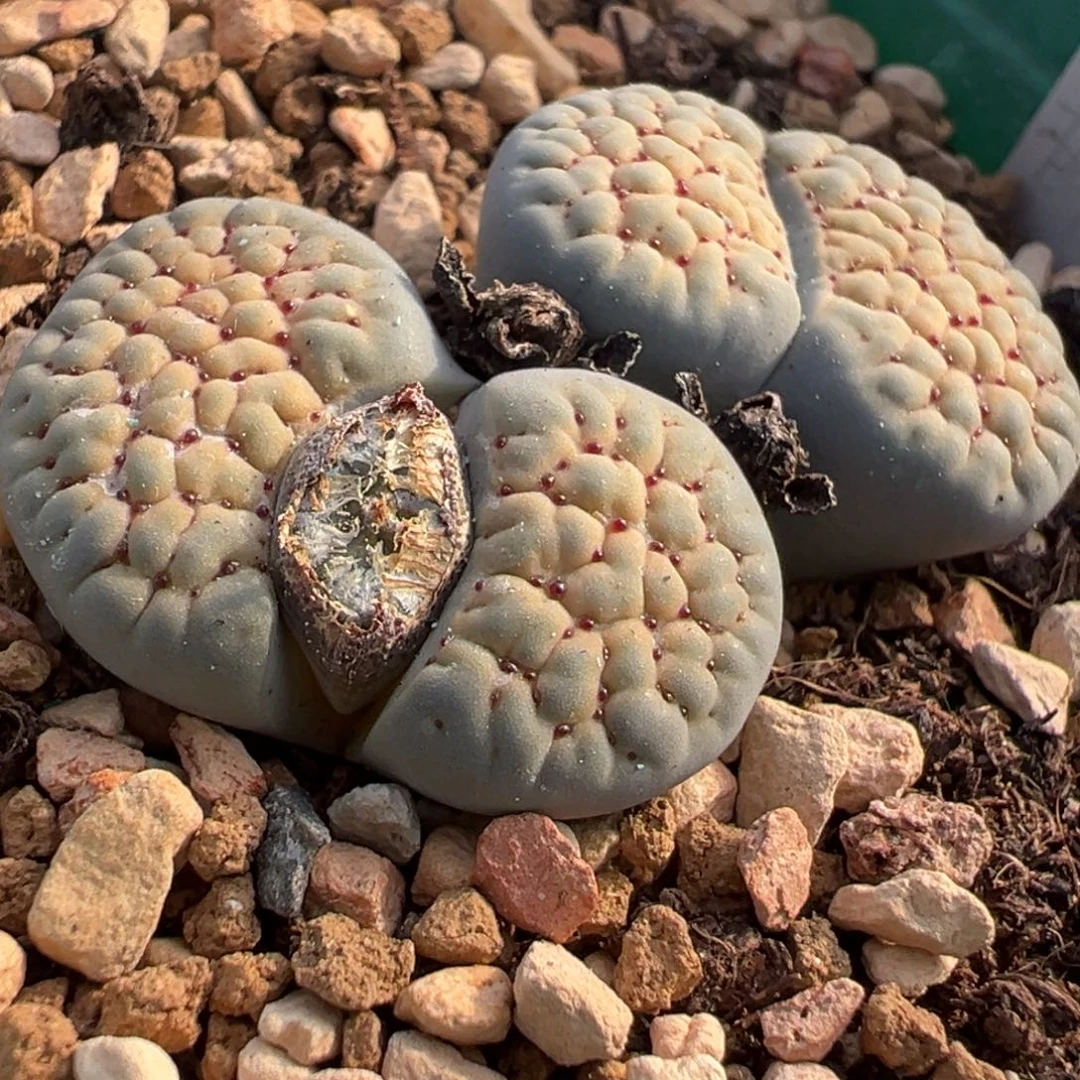 德州玫瑰多肉植物盆栽种植