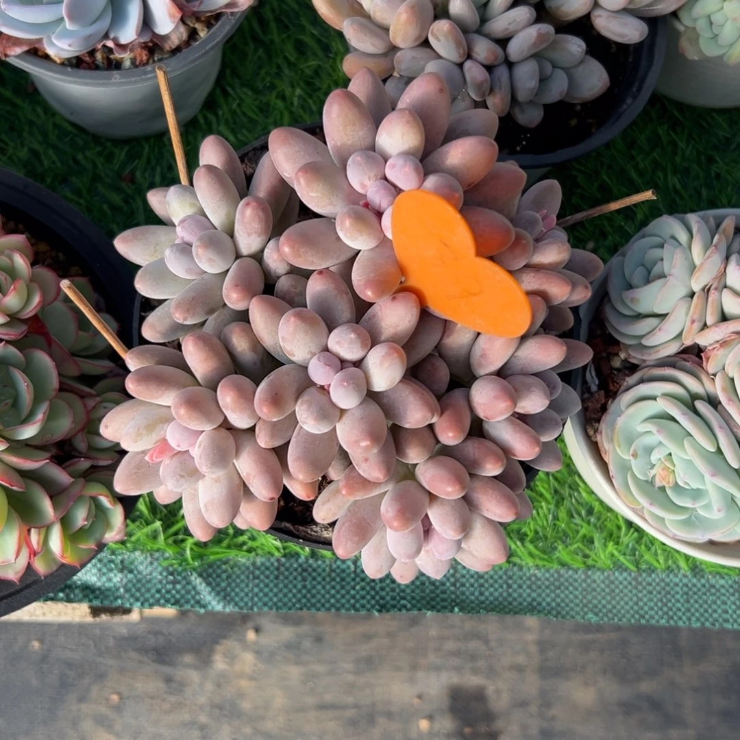 静****l多肉植物一物一拍