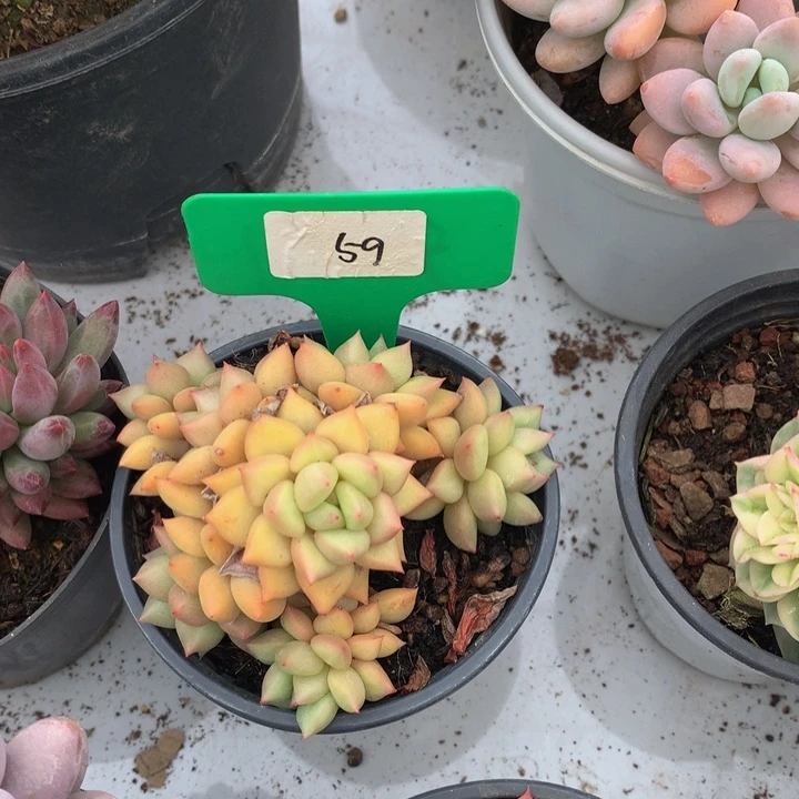 duorizuhwiu7272737377