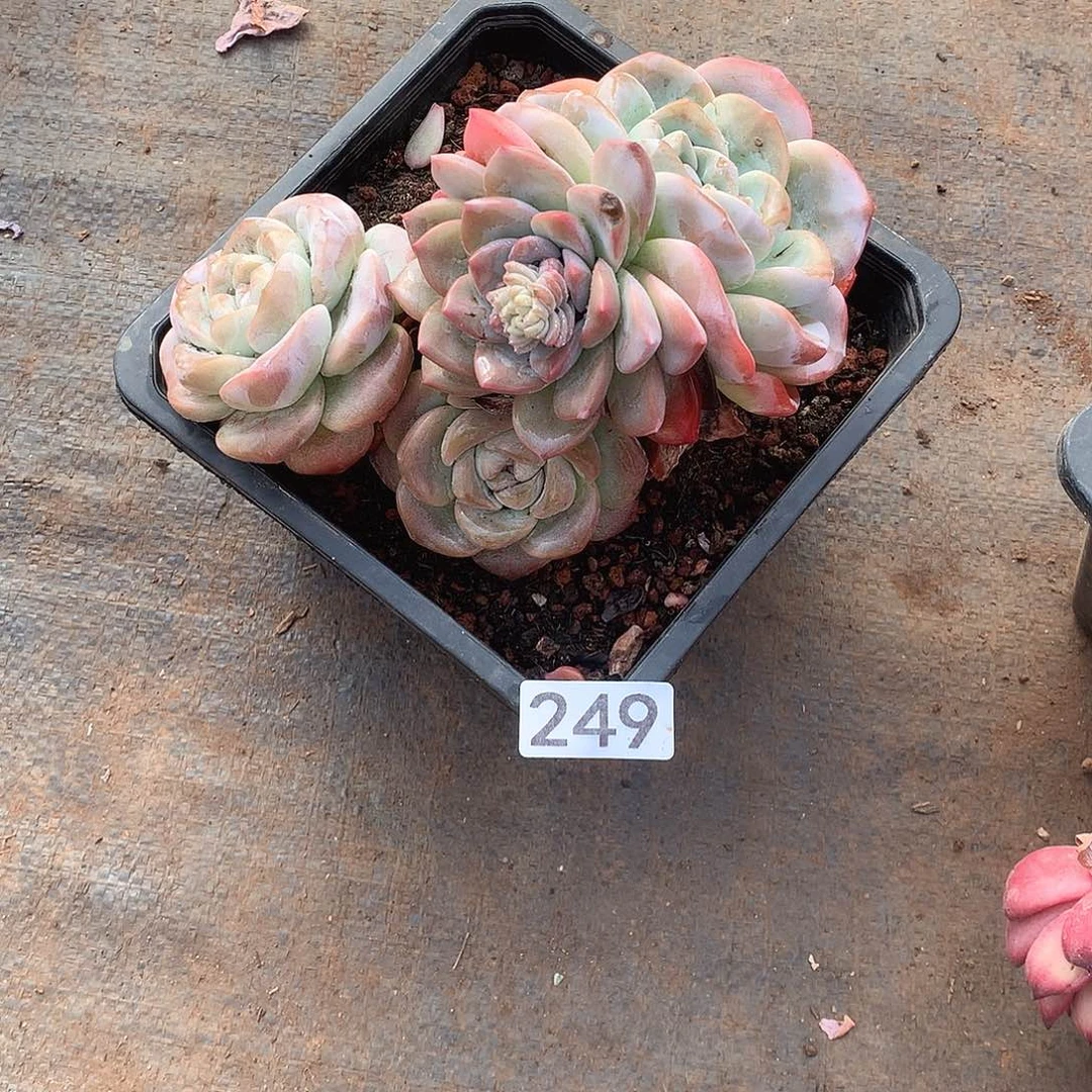 249 一物一拍多肉！