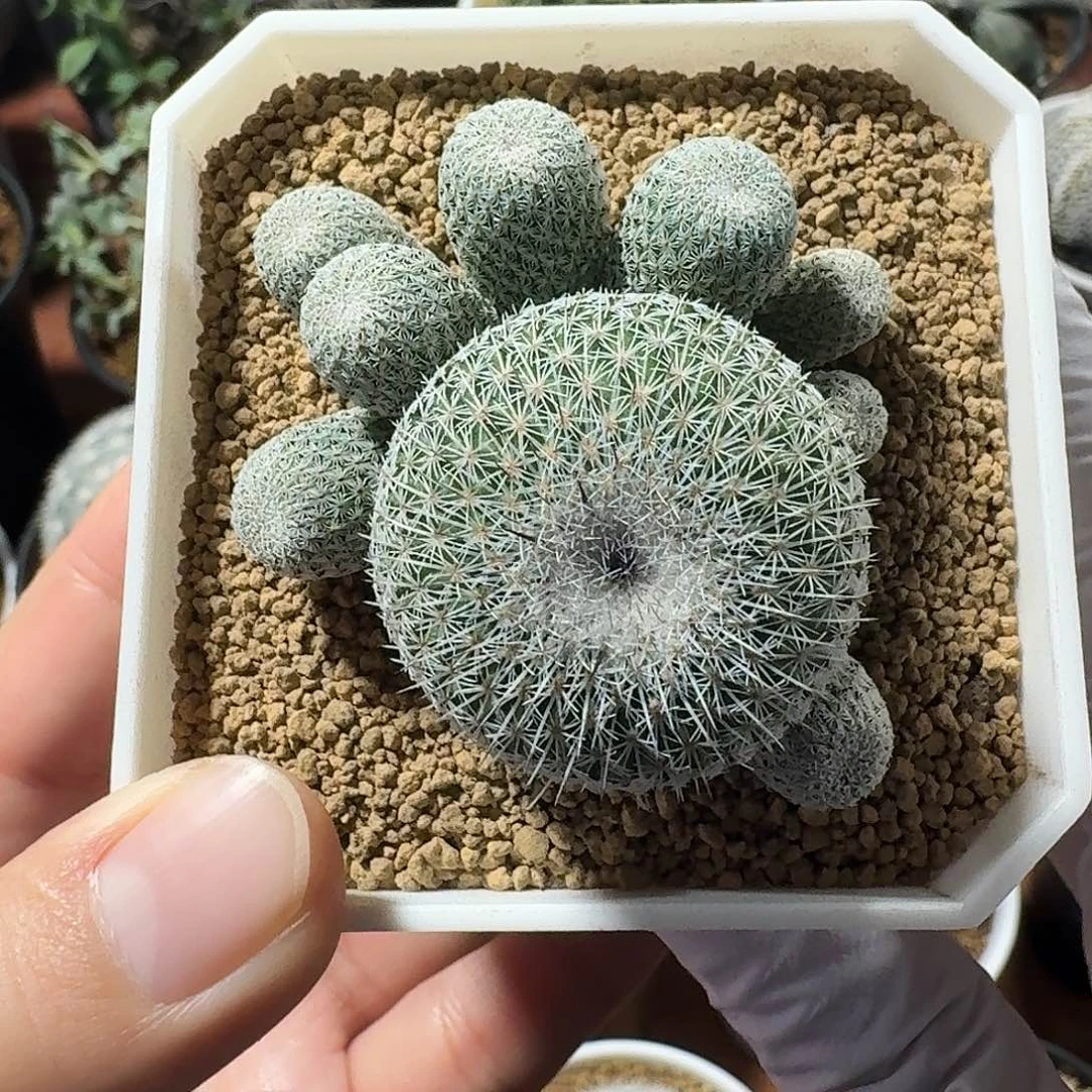 乌月丸仙人球1234