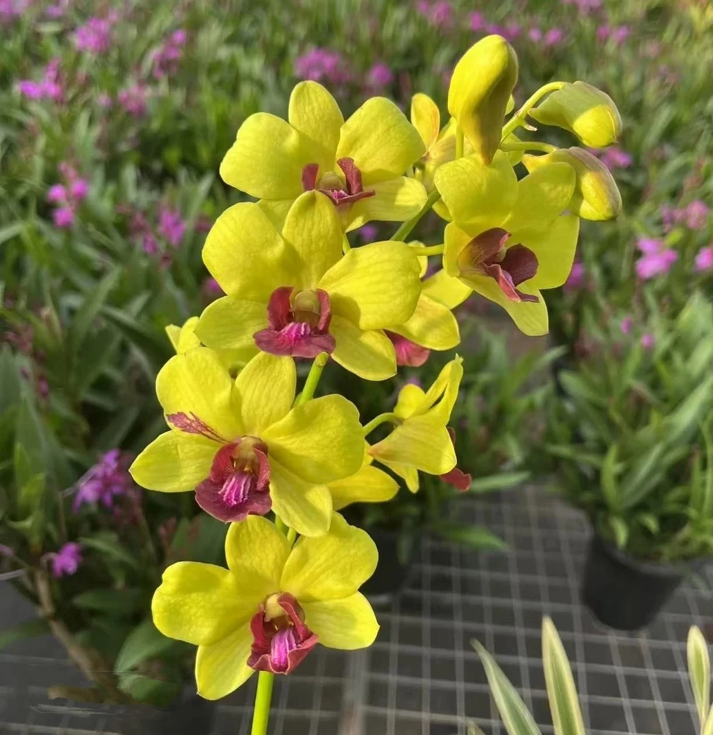 金童秋石斛盆栽（无花箭）多年生花卉好养可室内外种植花大花期长