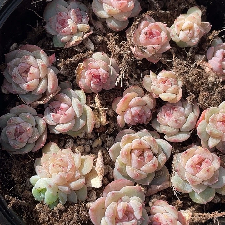 OTO多肉切糕优选dy2452