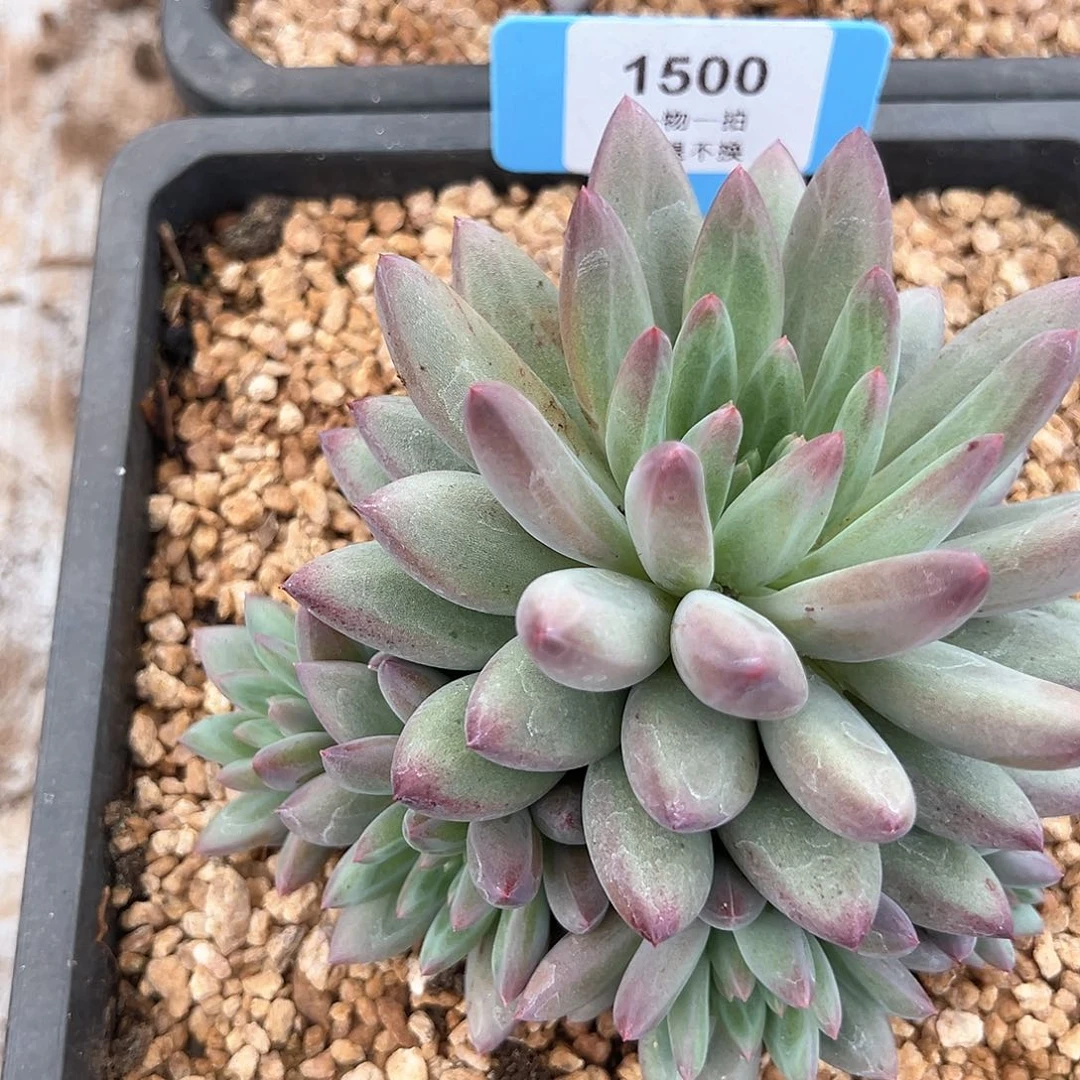 O****绿体虞美人1500号