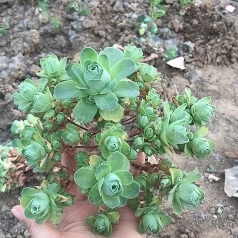 山地玫瑰一棵多肉10