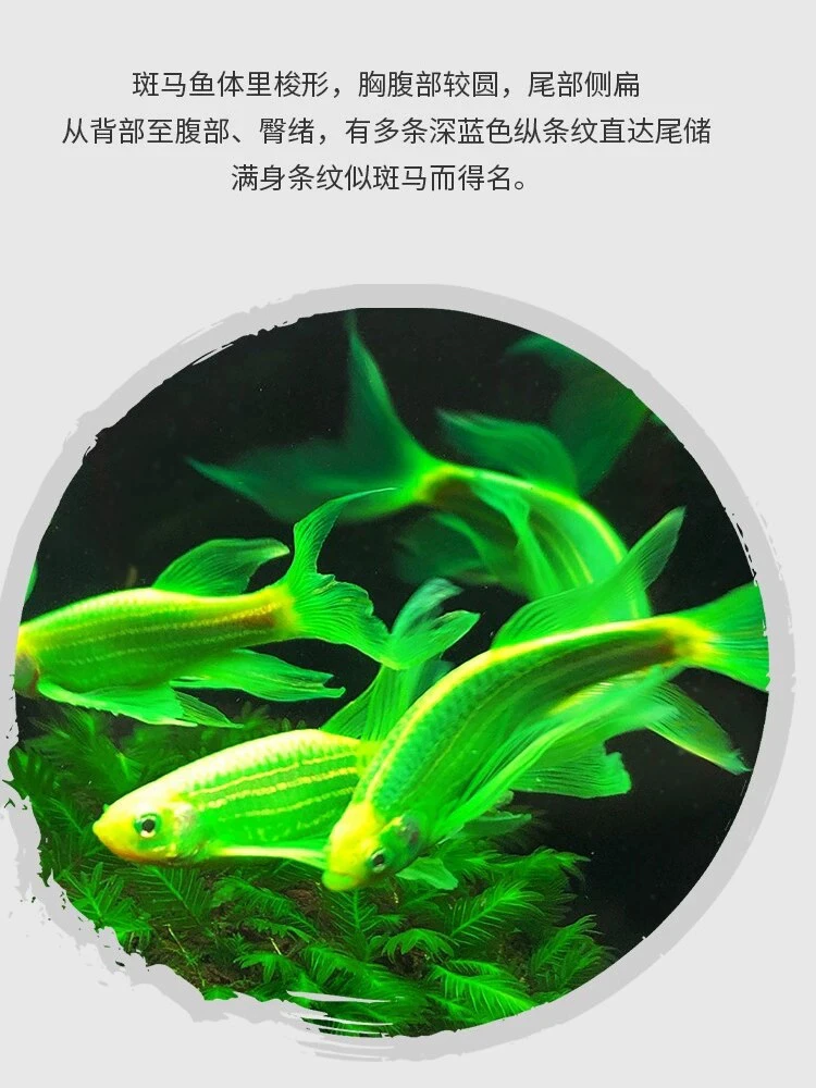 蝶翼斑马鱼精品观赏鱼长鳍长尾热带淡水活体小型