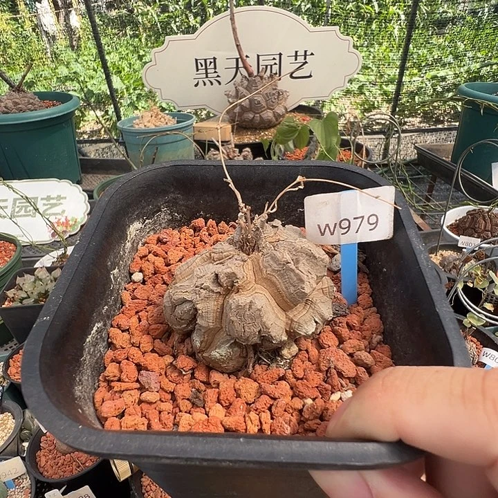 多肉植物专拍 一物一拍 南非龟甲龙979