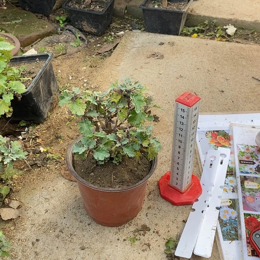 金***叶完全开放盆景菊花