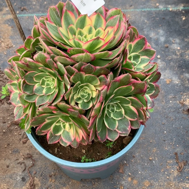 茶***后116海仙多肉植物特价