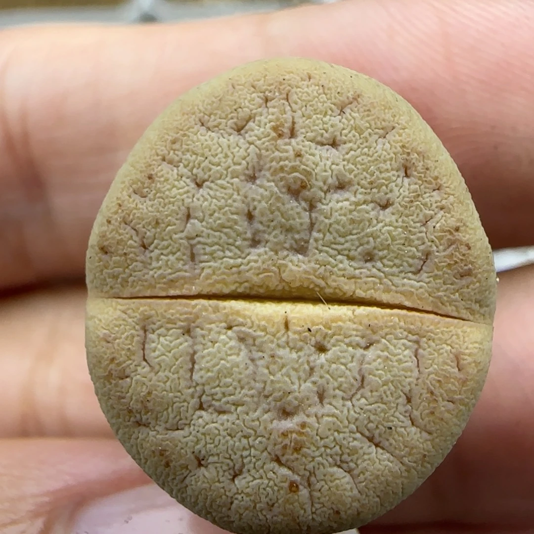 285猪皮清框福利30包邮