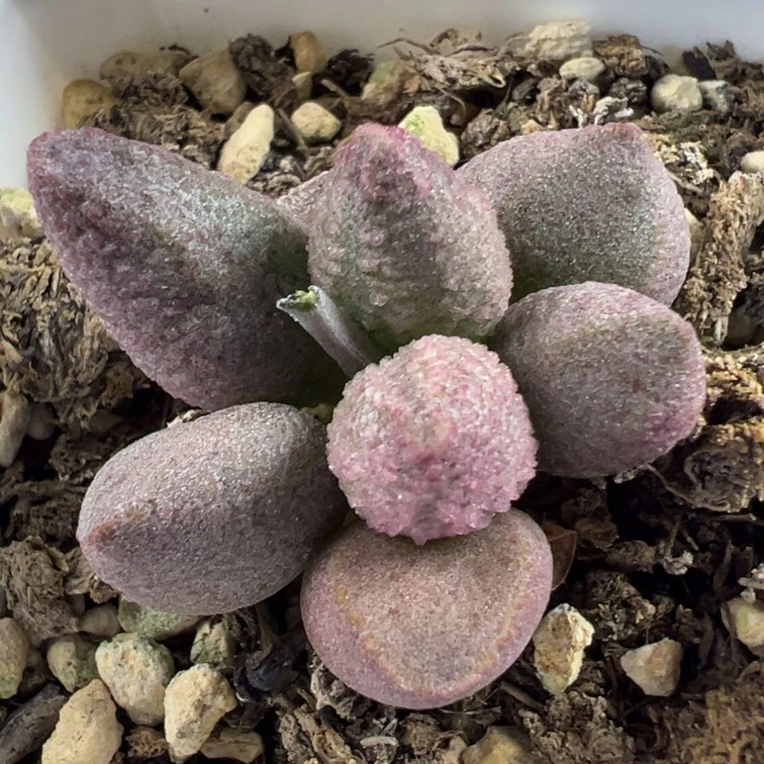 圆胖冰晶颗粒款实生新品