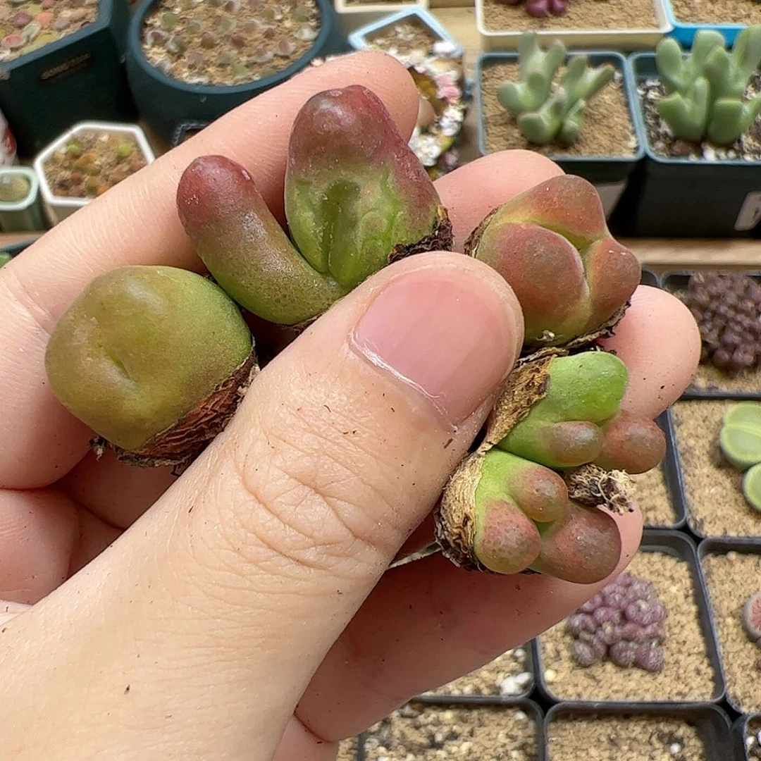 【闪购商品】244 水蜜桃缀
