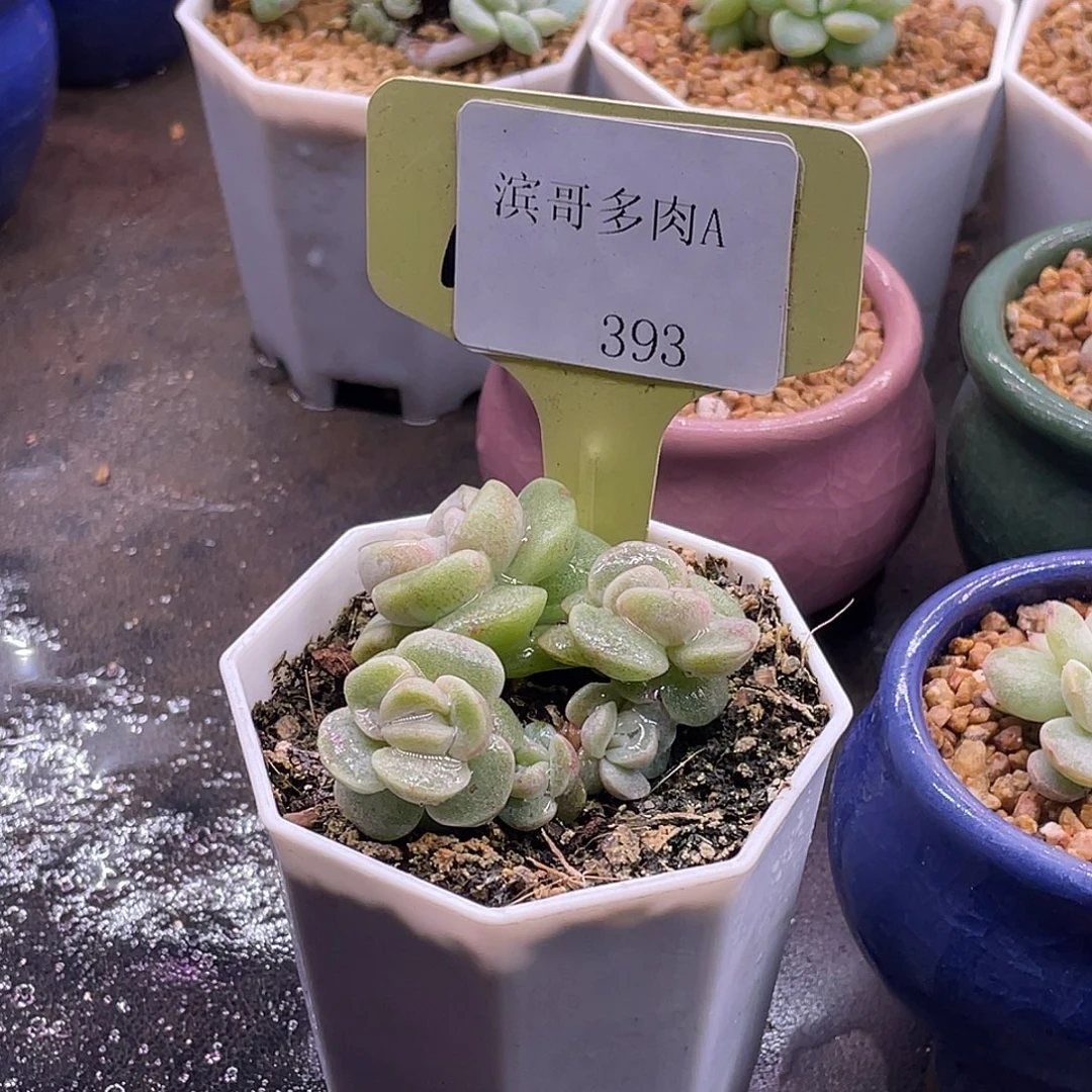 安***然滨哥多肉A393紫皮冰玉石化五头