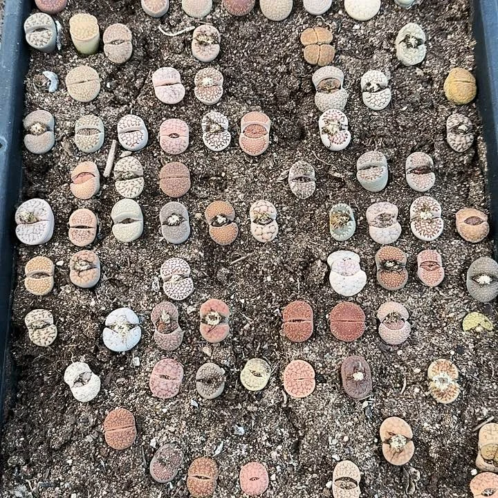 生石花1111。   517