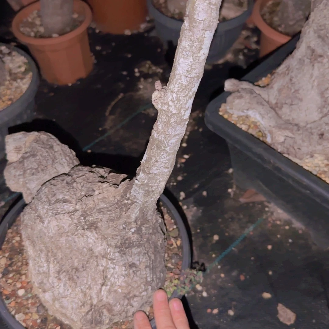 德*杀块根植物块根植物